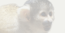 Name:  cellar2007a.gif
Views: 358
Size:  16.8 KB