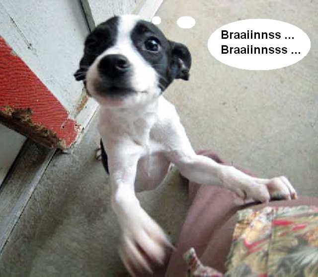 Name:  zombiepup.jpg
Views: 1508
Size:  41.7 KB
