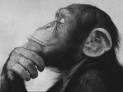 Name:  PM - pensive monkey.jpg
Views: 413
Size:  2.2 KB
