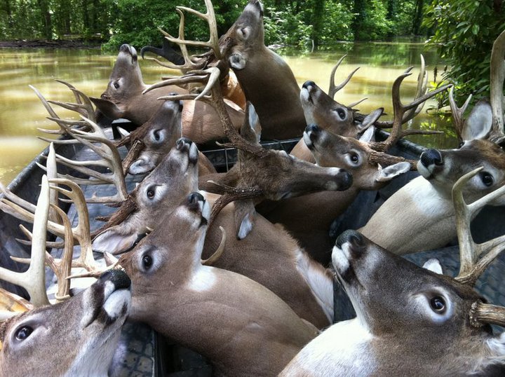 Name:  SavingTrophyBucks.jpg
Views: 315
Size:  118.0 KB