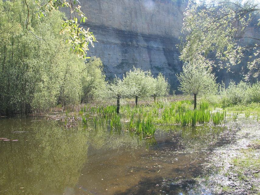 Name:  croakswamp.jpg
Views: 308
Size:  172.2 KB