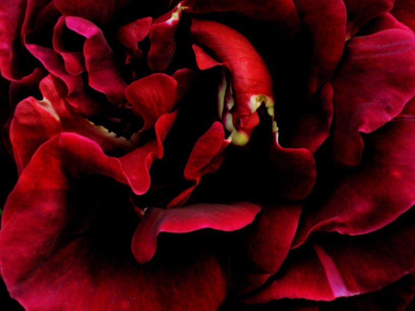 Name:  smallrose.jpg
Views: 484
Size:  60.1 KB
