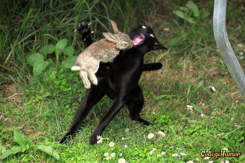Name:  death bunny.jpg
Views: 3559
Size:  121.0 KB