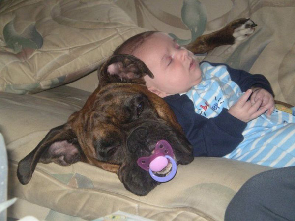 Name:  dog with binky.jpg
Views: 3410
Size:  112.6 KB