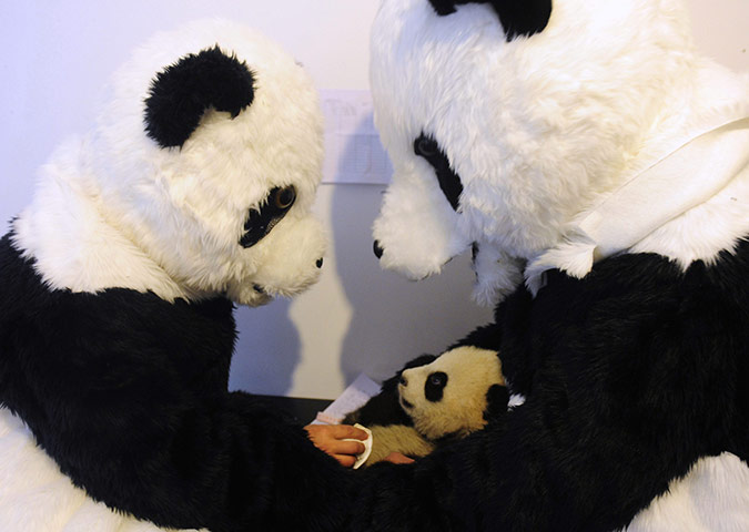 Name:  panda.jpg
Views: 2732
Size:  54.3 KB