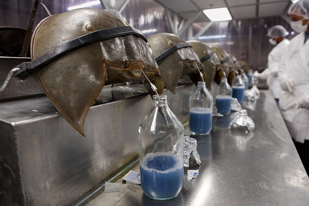 Name:  horse shoe crabs.jpg
Views: 9104
Size:  77.3 KB