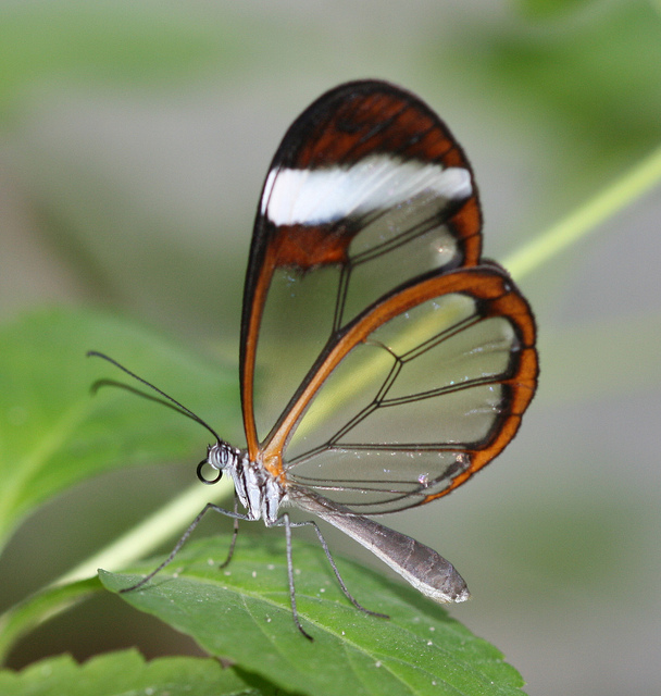Name:  glasswing butterfly 6.jpg
Views: 2504
Size:  167.8 KB