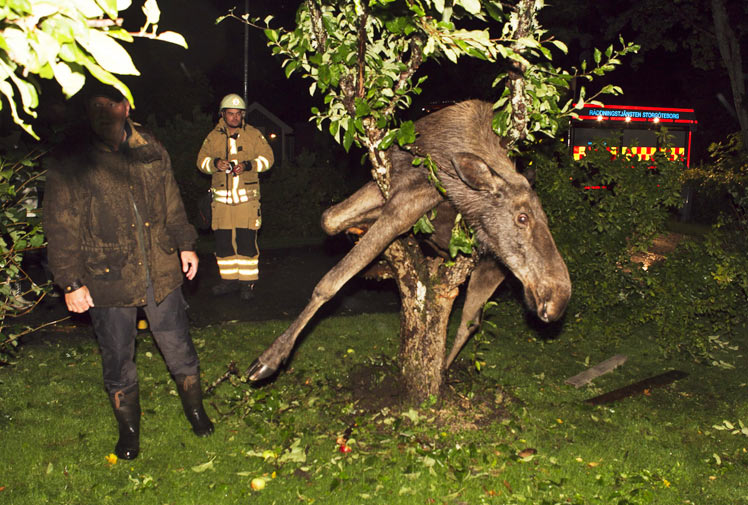 Name:  0809_Moose3.jpg
Views: 1519
Size:  119.7 KB