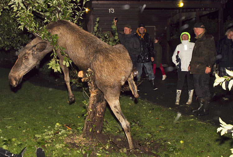 Name:  0809_Moose2.jpg
Views: 10633
Size:  106.9 KB