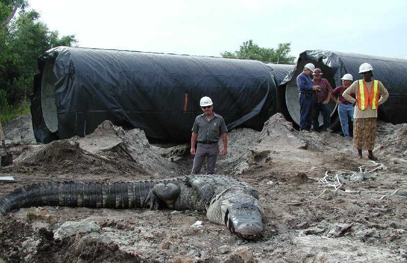 Name:  Croc.jpg
Views: 749
Size:  72.0 KB