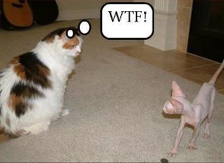 Name:  hahcat.jpg
Views: 641
Size:  14.0 KB