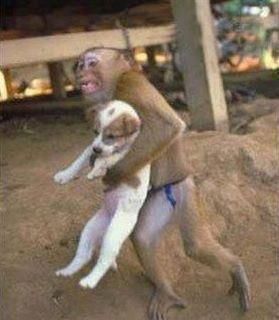 Name:  monkeydog.jpg
Views: 429
Size:  15.6 KB
