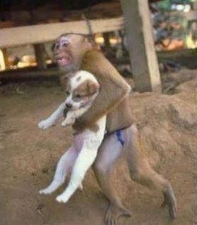 Name:  monkeydog.jpg
Views: 767
Size:  15.6 KB