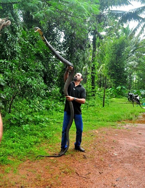 Name:  kingcobra.jpg
Views: 706
Size:  147.6 KB