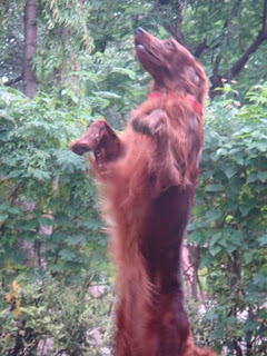 Name:  Gravs redhead.JPG
Views: 176
Size:  31.5 KB