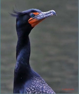 Name:  Cormorant.jpg
Views: 182
Size:  31.8 KB