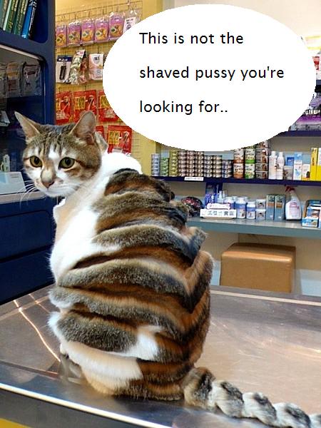 Name:  kittyvsclippers.jpg
Views: 165
Size:  54.2 KB