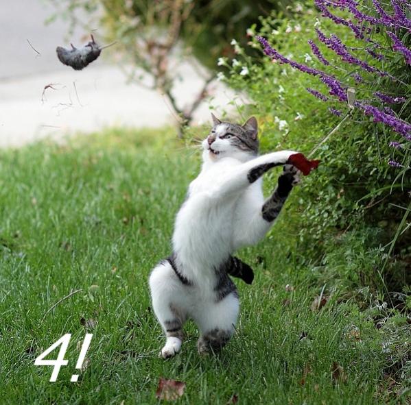 Name:  catvsfieldmousea.jpg
Views: 421
Size:  77.7 KB