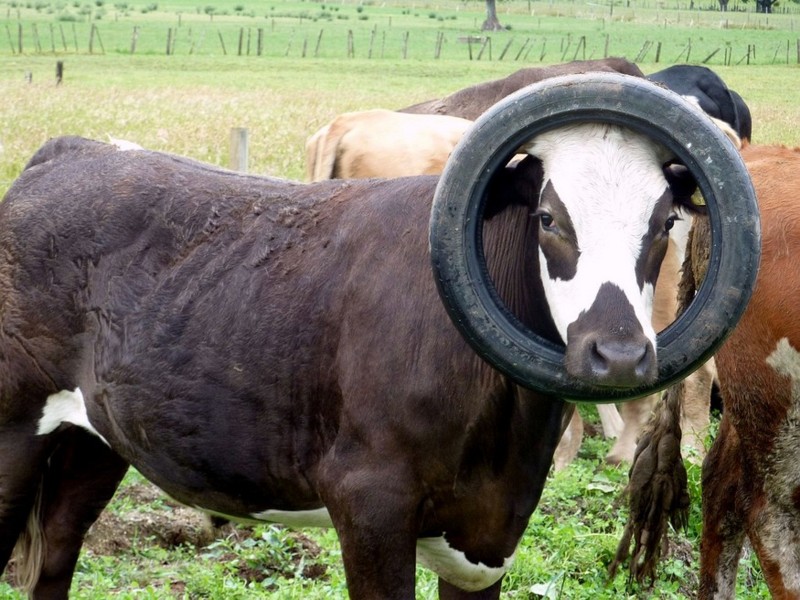 Name:  thiscowlookstired.jpg
Views: 488
Size:  143.7 KB