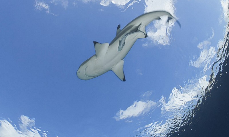 Name:  sharkfrombelow.jpg
Views: 2264
Size:  63.9 KB