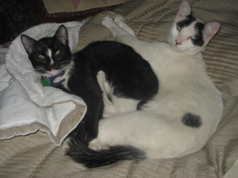 Name:  cats.JPG
Views: 1035
Size:  63.5 KB