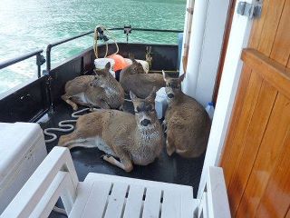 Name:  deerdeerdeerdeer.jpg
Views: 2775
Size:  19.2 KB