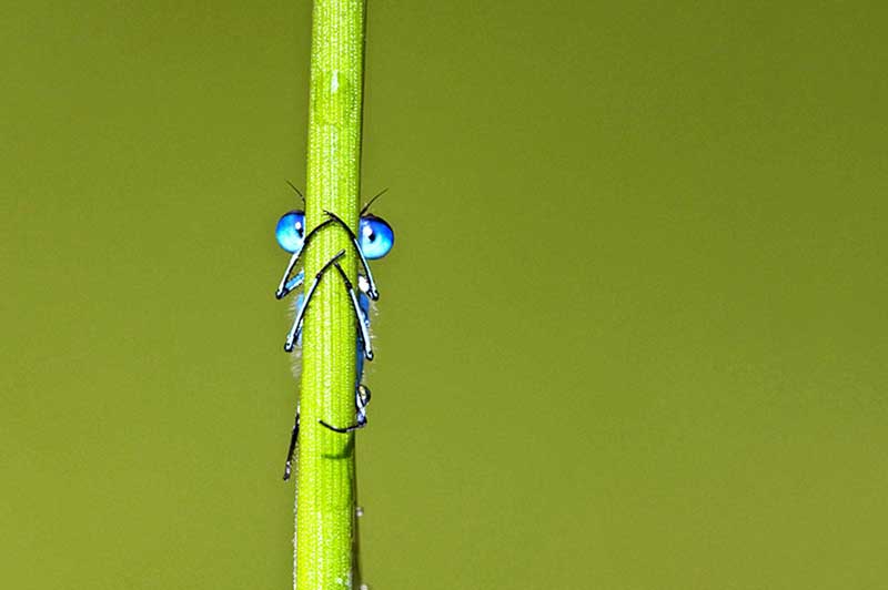 Name:  dragonfly.jpg
Views: 345
Size:  23.1 KB