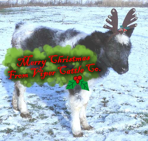 Name:  BeanXMas.jpg
Views: 592
Size:  77.4 KB