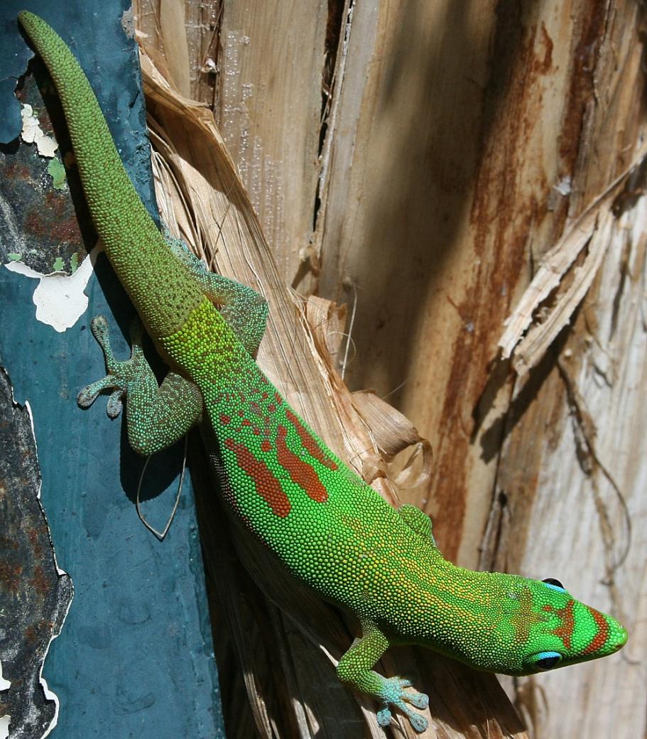 Name:  Gold Dust Gecko.jpg
Views: 2630
Size:  177.6 KB
