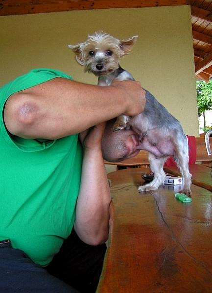 Name:  femaleyorkshireterriergerger.jpg
Views: 3214
Size:  34.8 KB