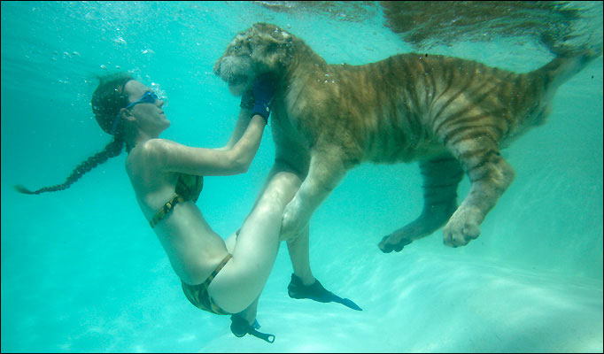 Name:  swimming-tiger_682_622097a.jpg
Views: 373
Size:  55.5 KB