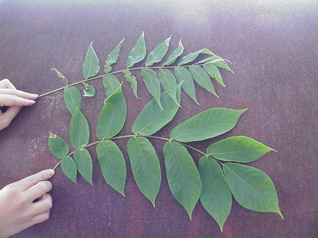 Name:  butternutblackwalnut.jpg
Views: 1108
Size:  42.2 KB