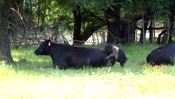 Name:  baconcheeseburgermade.jpg
Views: 543
Size:  75.9 KB
