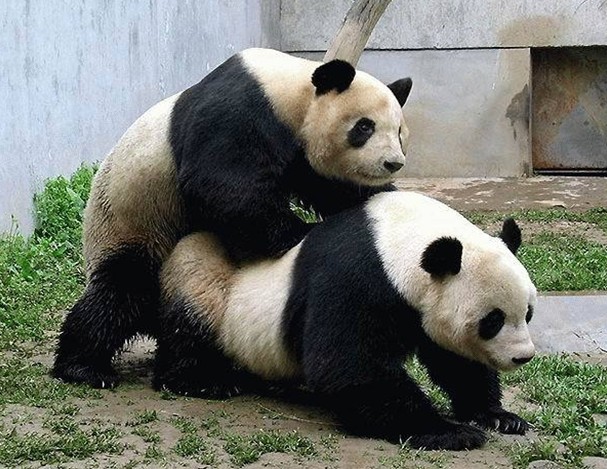 Name:  funwithpandas.jpg
Views: 807
Size:  105.8 KB