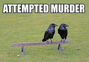 Name:  attempted murder.jpg
Views: 852
Size:  16.0 KB