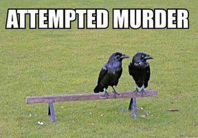 Name:  attempted murder.jpg
Views: 758
Size:  16.0 KB