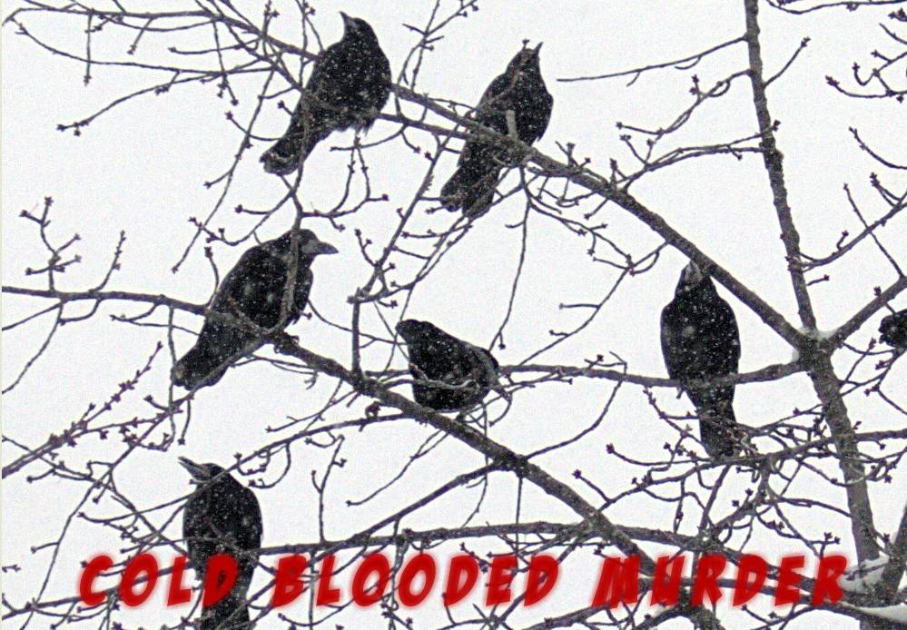 Name:  murder.jpg
Views: 761
Size:  133.3 KB