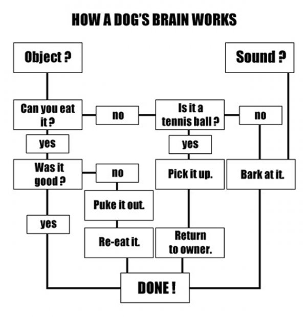 Name:  how_a_dogs_brain_works_10102.jpg
Views: 660
Size:  43.7 KB