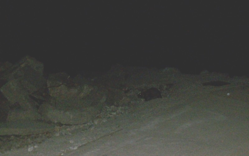 Name:  100_2439ab.jpg
Views: 290
Size:  55.4 KB