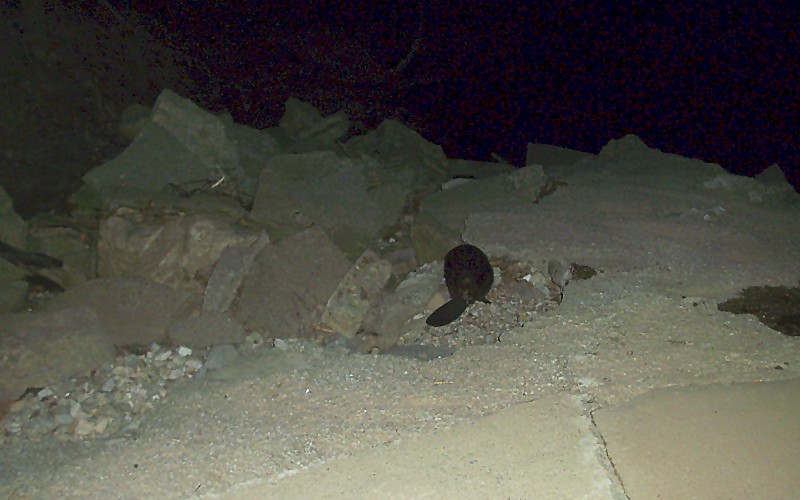 Name:  100_2440ab.jpg
Views: 307
Size:  108.9 KB
