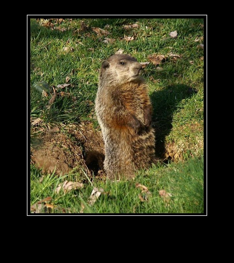 Name:  ground hog poster blank.jpg
Views: 1315
Size:  121.9 KB