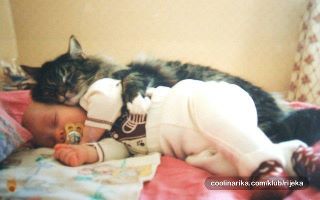 Name:  catbaby.jpg
Views: 658
Size:  12.2 KB