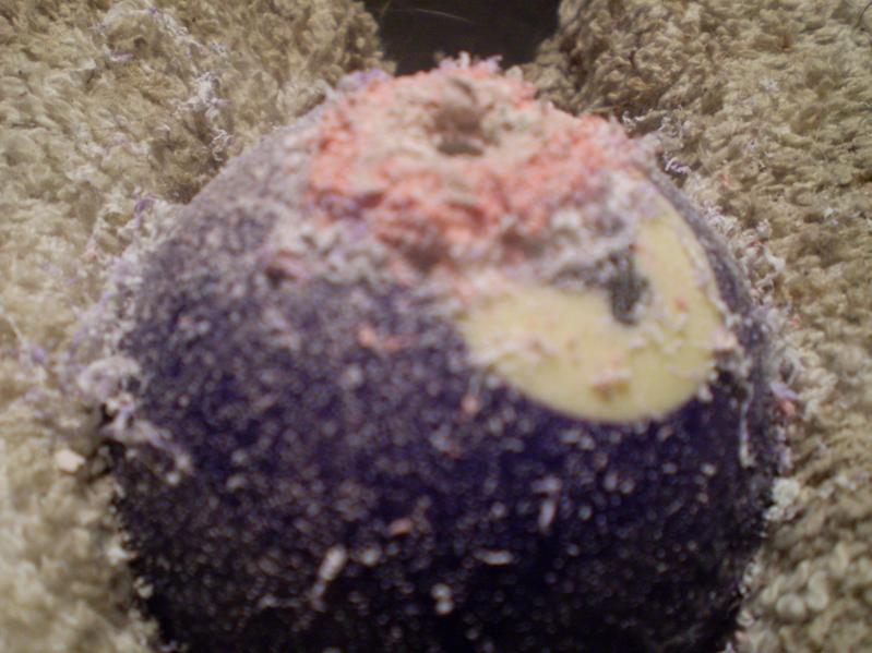 Name:  P2050286.jpg
Views: 6099
Size:  61.2 KB