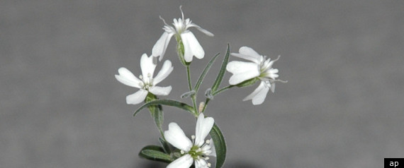 Name:  flower.jpg
Views: 2678
Size:  22.1 KB
