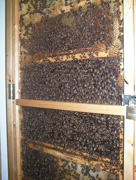 Name:  hive2.jpg
Views: 1515
Size:  109.8 KB
