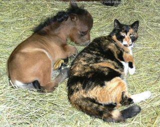 Name:  minihorseCat.jpg
Views: 2832
Size:  25.8 KB