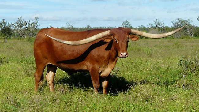 Name:  horny bull.jpg
Views: 4900
Size:  68.6 KB