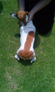 Name:  dogpenis.jpg
Views: 1342
Size:  15.2 KB