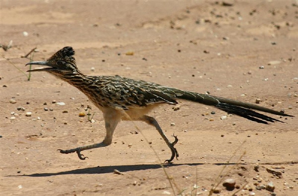 Name:  roadrunner.jpg
Views: 353
Size:  111.0 KB