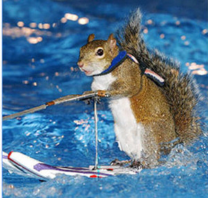 Name:  water skiing squirrel.jpg
Views: 220
Size:  76.3 KB